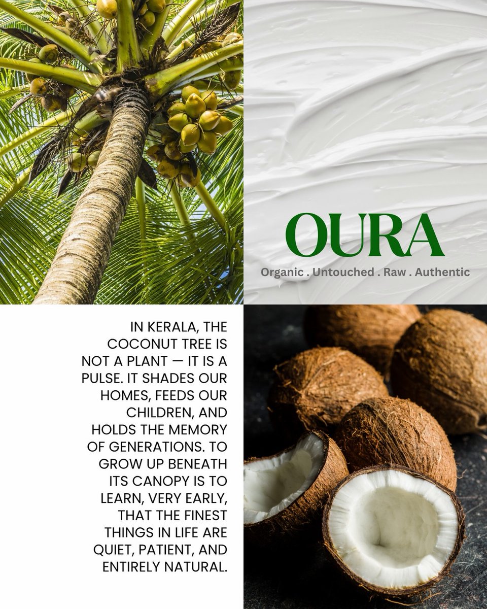 ouracoconut's tweet photo. Some things are more than just ingredients — they’re a part of where we come from. 🥥🌴

From the palms of Kerala, Meet OURA💚

#oura #coldpressed #coconutoilbenefits https://t.co/WDJRNBHO7R