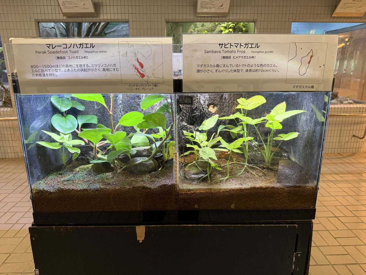 living_allf's tweet photo. 初めて東山動植物園行ってきました。
コモドドラゴンめちゃくちゃでかい
そして､爬虫類､両生類の展示数が今まで行った園館でトップクラスに多く展示されてる。種類もマイナーも割と展示されてる印象。
おかげで閉館時間間際になり世界のメダカ館見れなかった… https://t.co/JgoOUFoCTX