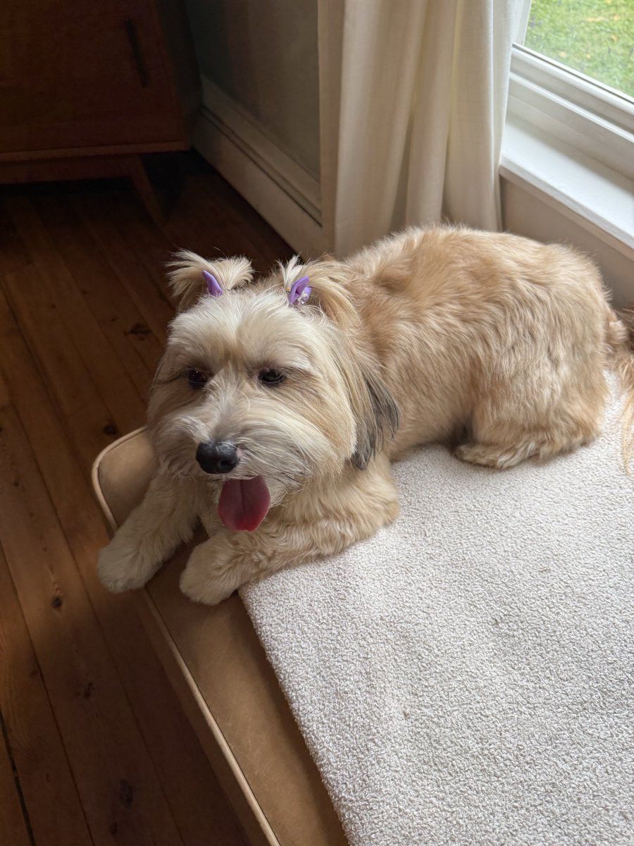 svershbow's tweet photo. Everyone say "thank you" to Citrus/Maggie's mom for these iconic photos of her fresh from the groomer. https://t.co/9Krza4mL7v