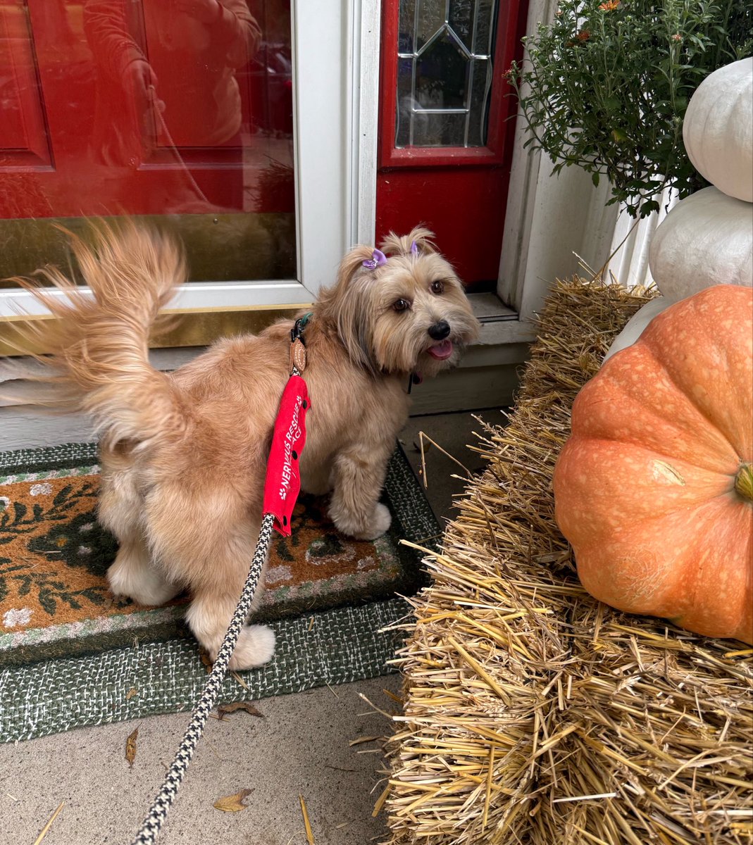 svershbow's tweet photo. Everyone say "thank you" to Citrus/Maggie's mom for these iconic photos of her fresh from the groomer. https://t.co/9Krza4mL7v