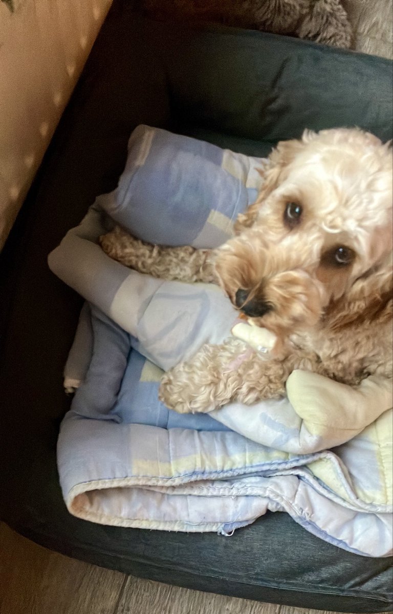 nikindame's tweet photo. Ik heb iets gepakt, en dat mag eigenlijk niet maar doe het tochπ€£ #cockapoo https://t.co/UzwmWjBgZE