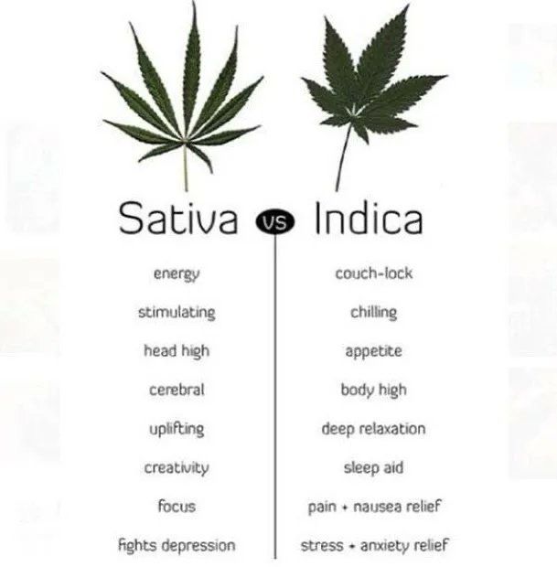 WeedPorns's tweet photo. Which do you prefer? https://t.co/HtLZRc8ks3
