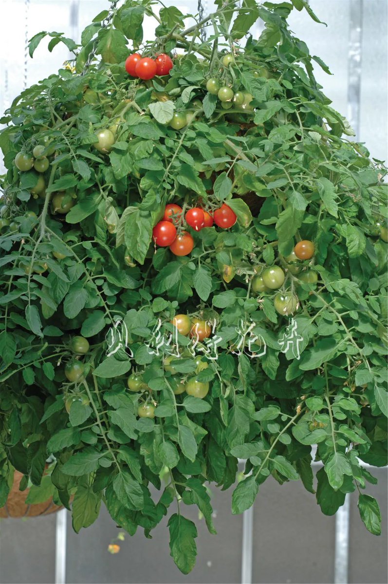ArianneConhn's tweet photo. Just tried the new organic cherry tomatoes from the local farmers’ market—bursting with sweetness, zero bitter aftertaste, and so juicy! Perfect for my summer salad.  #FreshEats #FarmToTable， https://t.co/EAX1pjrOev
