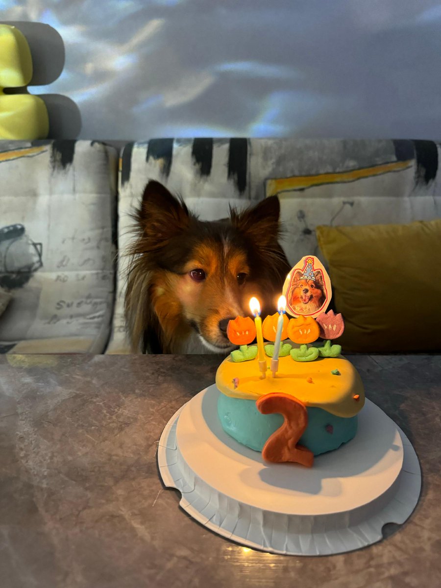 FranMoneymaker's tweet photo. My little furball’s first birthday today! From wobbly paws to zoomies that light up the room—every messy, snuggly moment is pure magic. https://t.co/ULfMqtIrXr