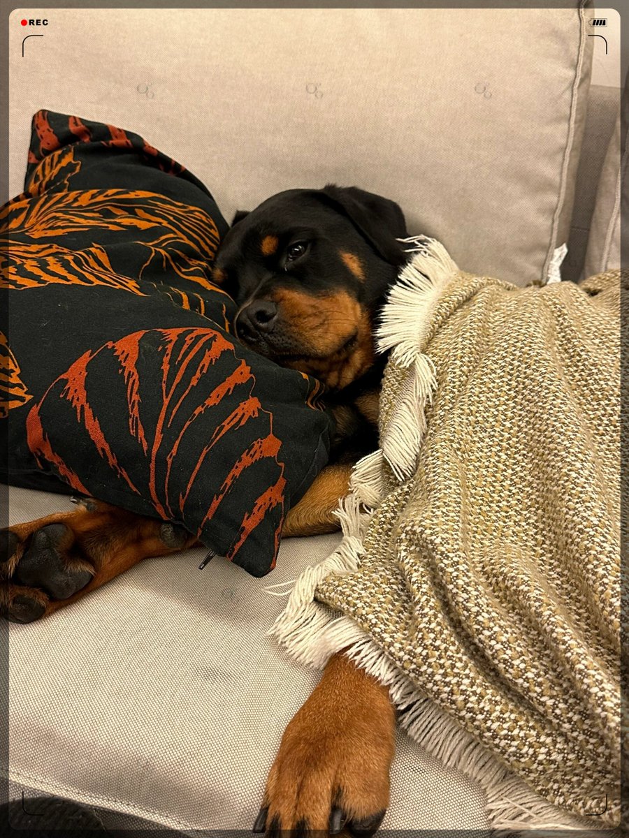 Pennysaver77's tweet photo. My fluffy pup curled up on my lap like a warm little cloud, turning my boring workday into something sweet. https://t.co/WLCiskHAq9