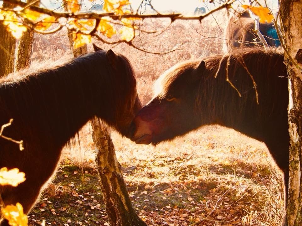 horseimage's tweet photo. happy first day of fall https://t.co/5QGRX3SWxQ