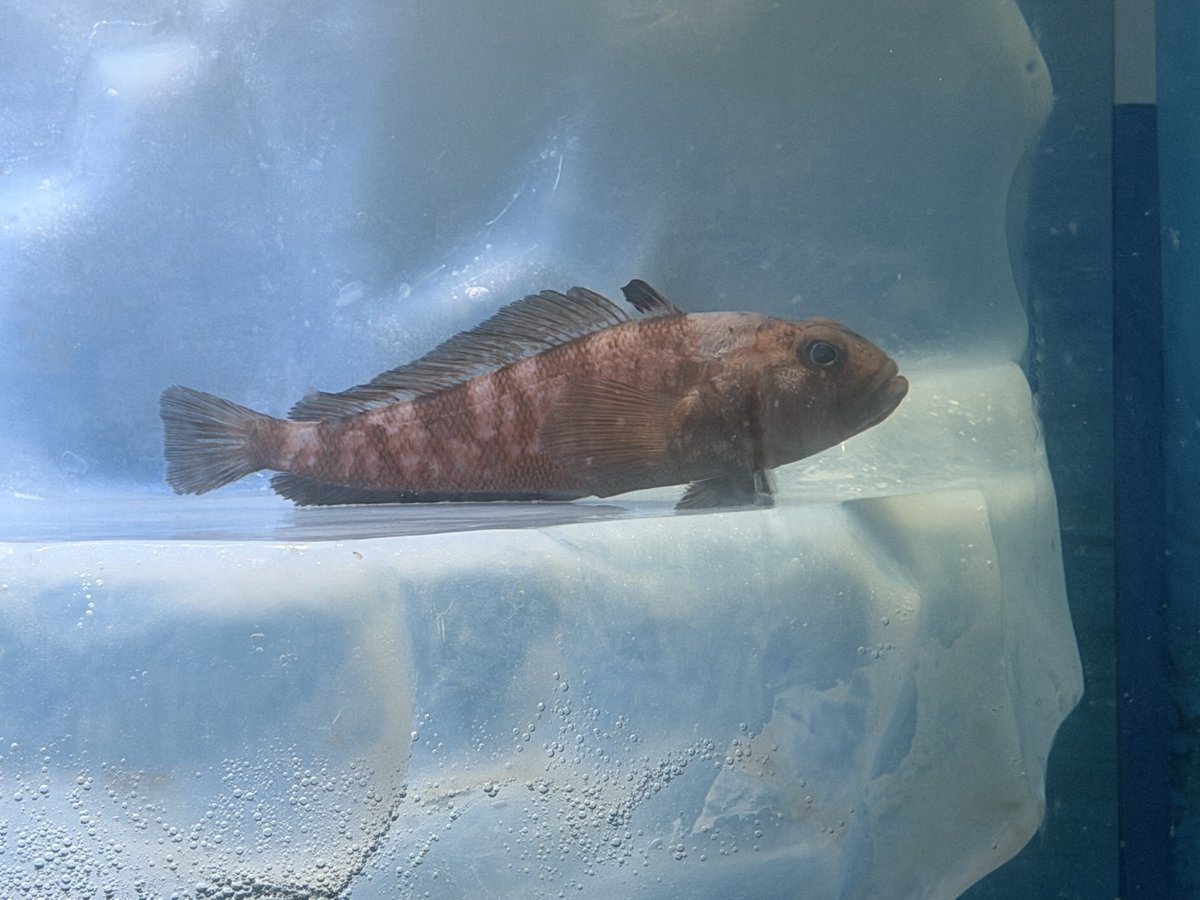 living_allf's tweet photo. 専門学生振りに名古屋港水族館も行ってきました。
懐かしいなと思いつつ､業界で働いてるからこそ別視点で見れるのでとても面白く感動しました。 https://t.co/fLbAV3LmdD