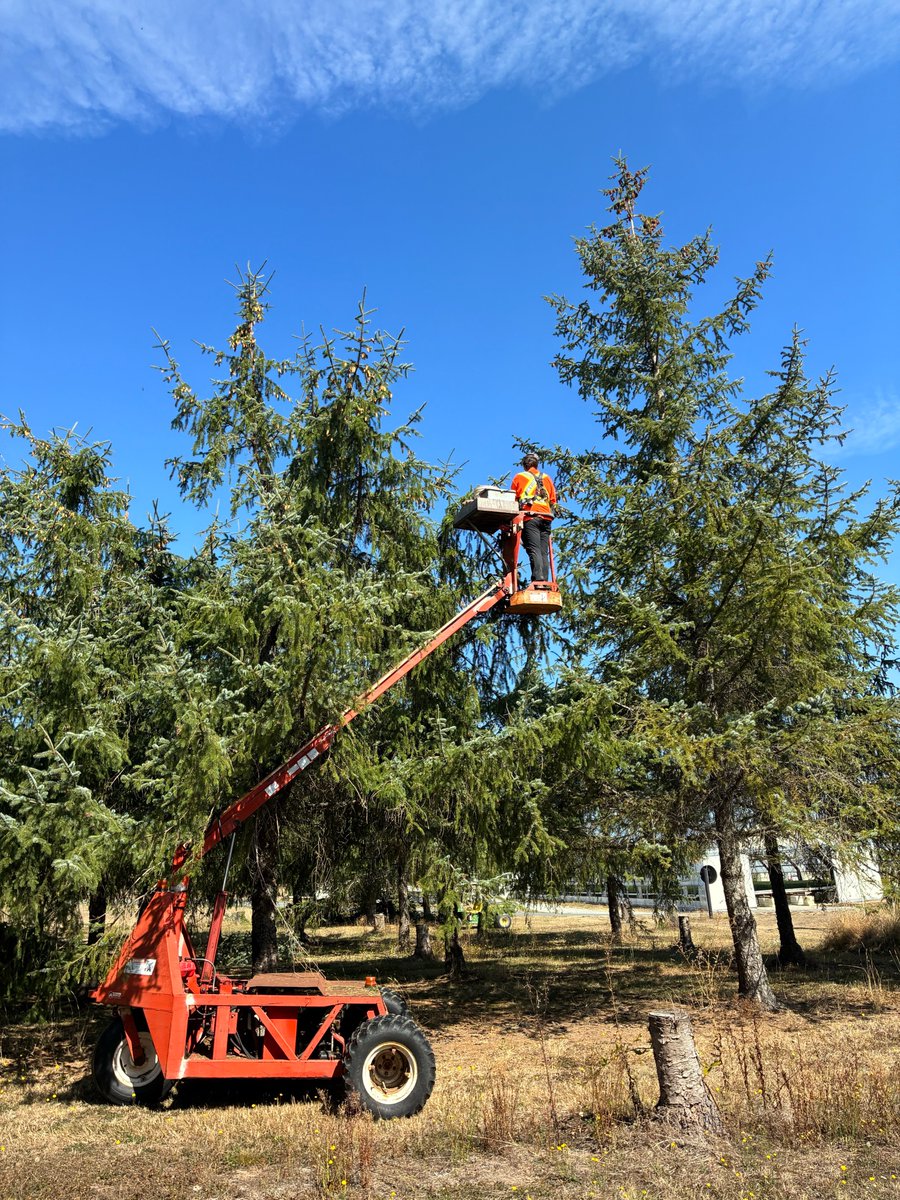 WFPCompany's tweet photo. At Western's Saanich Forestry Centre, forest stewardship begins with targeted pollination, cone and seed assessment, cone harvesting and curing. Cones are collected from orchard trees, processed for their seeds and evaluated for their quality before being grown into seedlings across the Centre's 27 greenhouses.

"We take a representative sample from each orchard to look for seed set and pest damage. This helps us make informed decisions about which orchards to pick," says Rut Serra, Seed Orchard Supervisor.

"We number each cone from each sample and perform regular surveys to check the readiness of each tree that needs to be picked. We look for cone colour and scales that are starting to flex, among other things, to determine ripeness."

With ten seed orchards and hedges and approximately 4,000 trees across 5 species, the Centre produces an average of 15 million seeds and grows roughly 4 to 4.5 million seedlings each year.

From cone and seed production to growing seedlings, planting and stewardship, it's a deliberate cycle that helps regenerate healthy, resilient forests for generations to come.

(Photos courtesy of Abbi Vernier)

#NationalForestWeek #Forestry #ForestStewardship #Reforestation #BCForests
