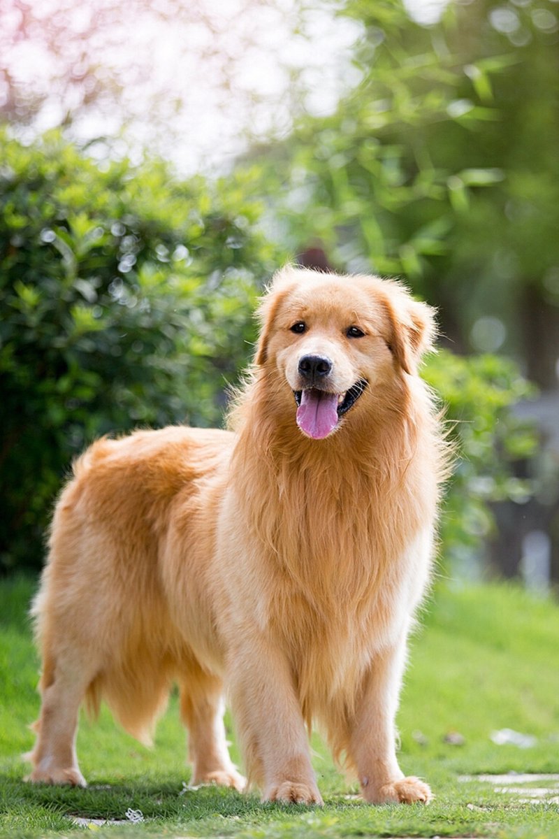 JamiHawkin's tweet photo. My little fluffy furball just hit the 1-year mark! No more chaotic teething, now we share cozy naps and silly zoomies every evening—best adventure ever with my golden retriever puppy. https://t.co/IXmTeQJZJB