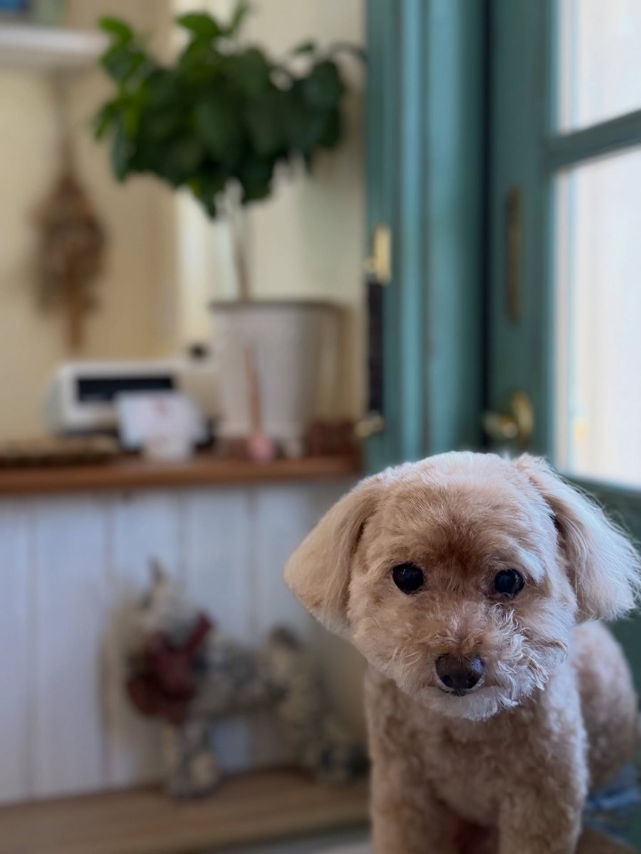 SusannZwerxpol's tweet photo. Toy Poodle Sora 🐶🐾 
Thank you for visiting us ☺️♡ https://t.co/5ojkBvAxhk