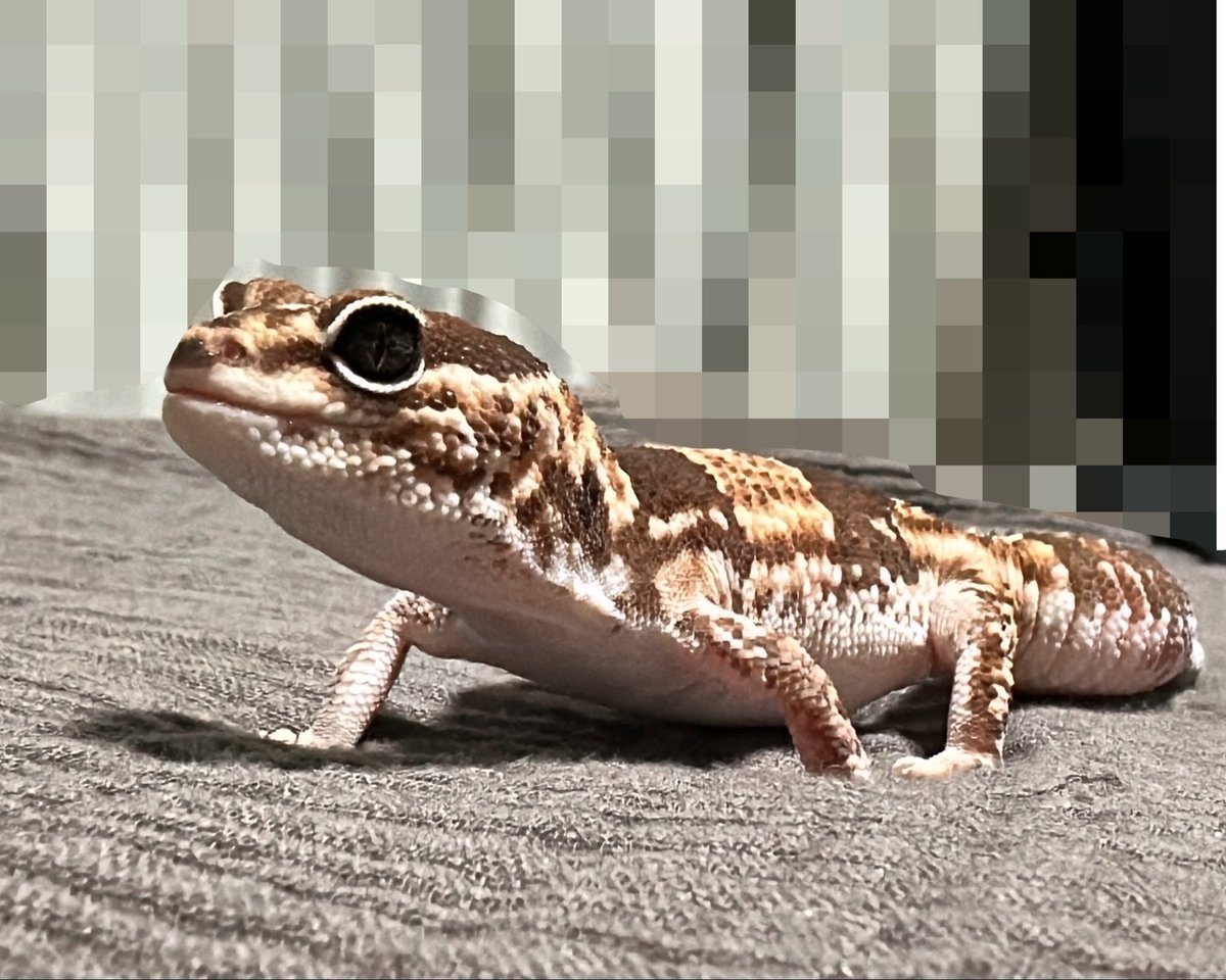 __s21m's tweet photo. 我が家のめんこちゃんたちをお見せします🦎 https://t.co/1qdbOABK0M