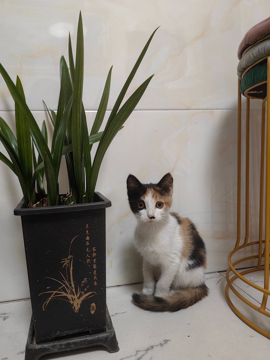 VioletteZihq's tweet photo. My tiny kitten turned into a purring fur ball who greets me at the door every night—love watching them grow up! https://t.co/7qkpNQGX4j