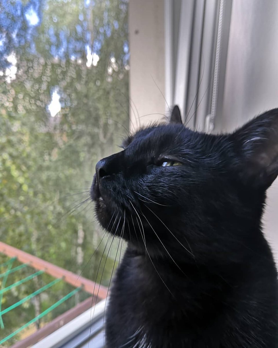 JanineGulbraa's tweet photo. Happy Monday, my cat friends! How are you today? https://t.co/l4dhScw1fP