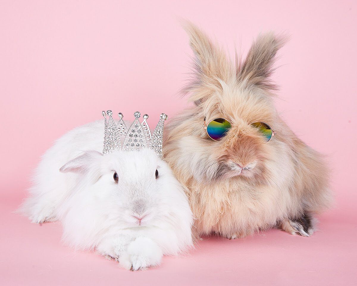 SunshineDenbhx's tweet photo. Pretty Bessie &amp; Bijoux. Photoshoot with our pop-up studio. https://t.co/vTwzEXlmDo