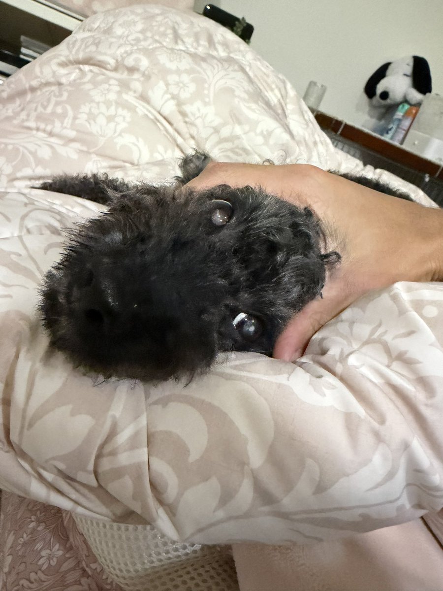 DOSBISCUS's tweet photo. いぬ https://t.co/hqXFgfn9KN