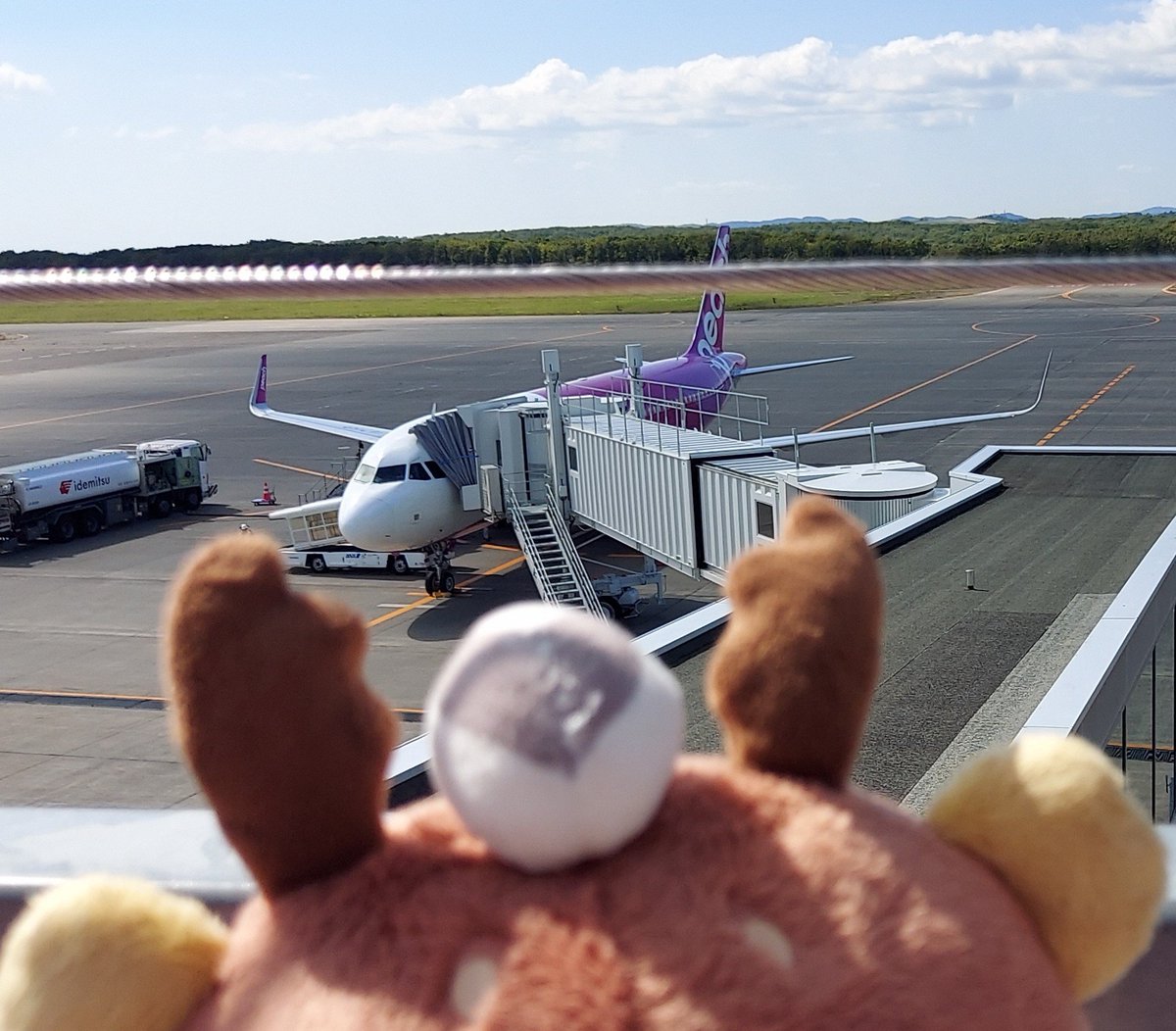 ayk_cc55's tweet photo. 初めての釧路空港へ。
みんなが撮ってるフクロウとキュンちゃんの写真に憧れてたので実績解除出来ました(*´꒳`*)
あるじ～いつか飛行機に乗ってみたいキュ～ン🛩️ https://t.co/1M8CxLjpdy