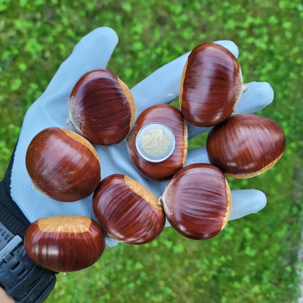 peterstrovs's tweet photo. evo prvi so že popadali. *domači* slovenski koroški pohorski maroni.
kljub suši kaže na dobro letino. letos jih bo več sto kil...
sam povem 😉 https://t.co/Z4tTtsPDeF
