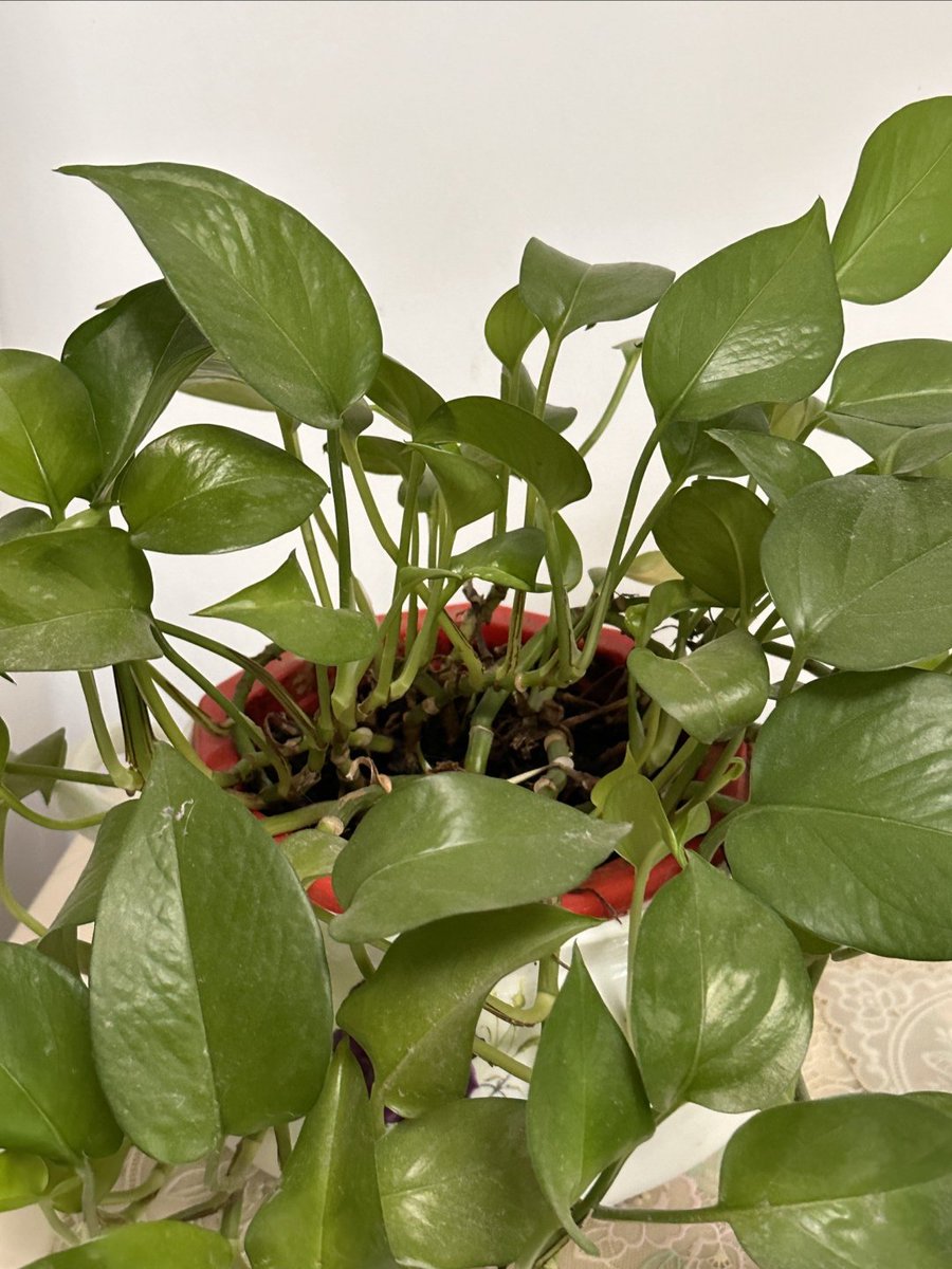 LaraSubasick's tweet photo. Pro tip for your pothos: Wipe its leaves every 2 weeks to remove dust! This helps it breathe better and grow fuller, no fancy tools needed. https://t.co/A2GRKgqIur