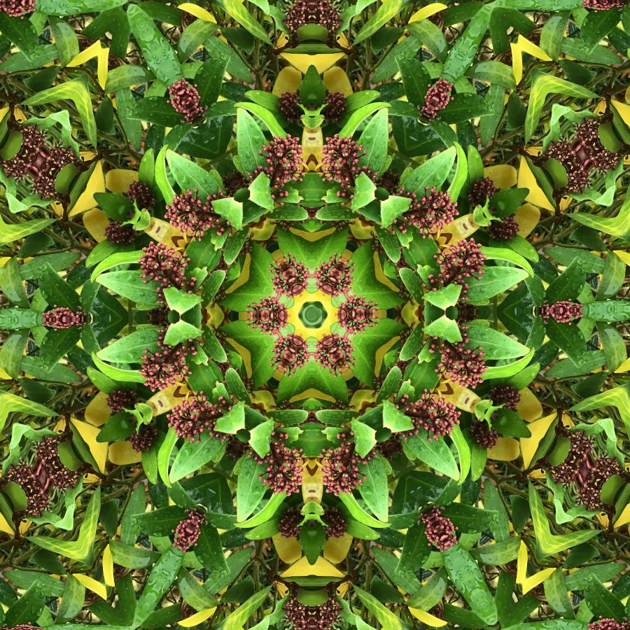 GoetterfunkenDE's tweet photo. Aus der Werkserie „Götterfunken (Naturmandalas)“
#Götterfunken #Naturmandalas #Kunst #Fotografie #DigitalArt #NaturPur #Blumen #Pflanzen #Meditation #Yoga #Frieden #Freiheit #BlickNachInnen #Heilig #Leben #Schöpfung #Gaia #Urquelle #Liebe #IchBin https://t.co/zlIrJdy6S7