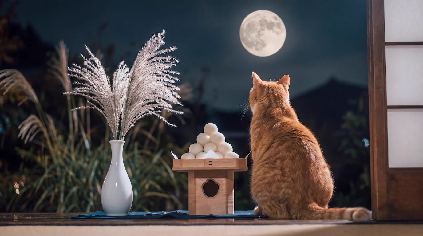Digital Cat Life🐾 on X: 