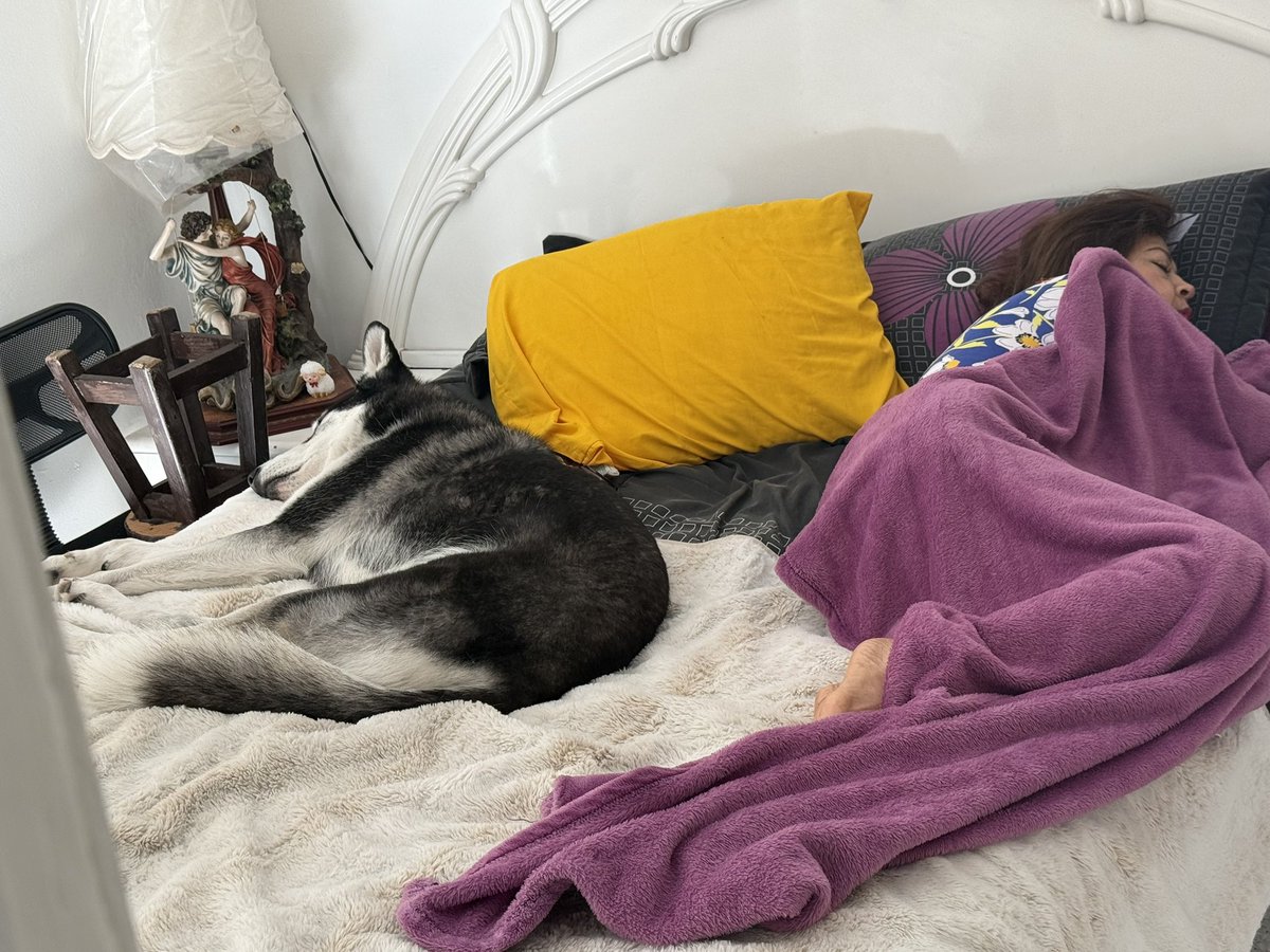 mooonitavega91's tweet photo. @marthadebayle @Rebmangas @WRADIOMexico  mi wolf rompe con el esquema de husky… es más flojo que nada 😅 duerme 20 hrs diarias 🤦🏻‍♀️ https://t.co/i32kh7dvPp