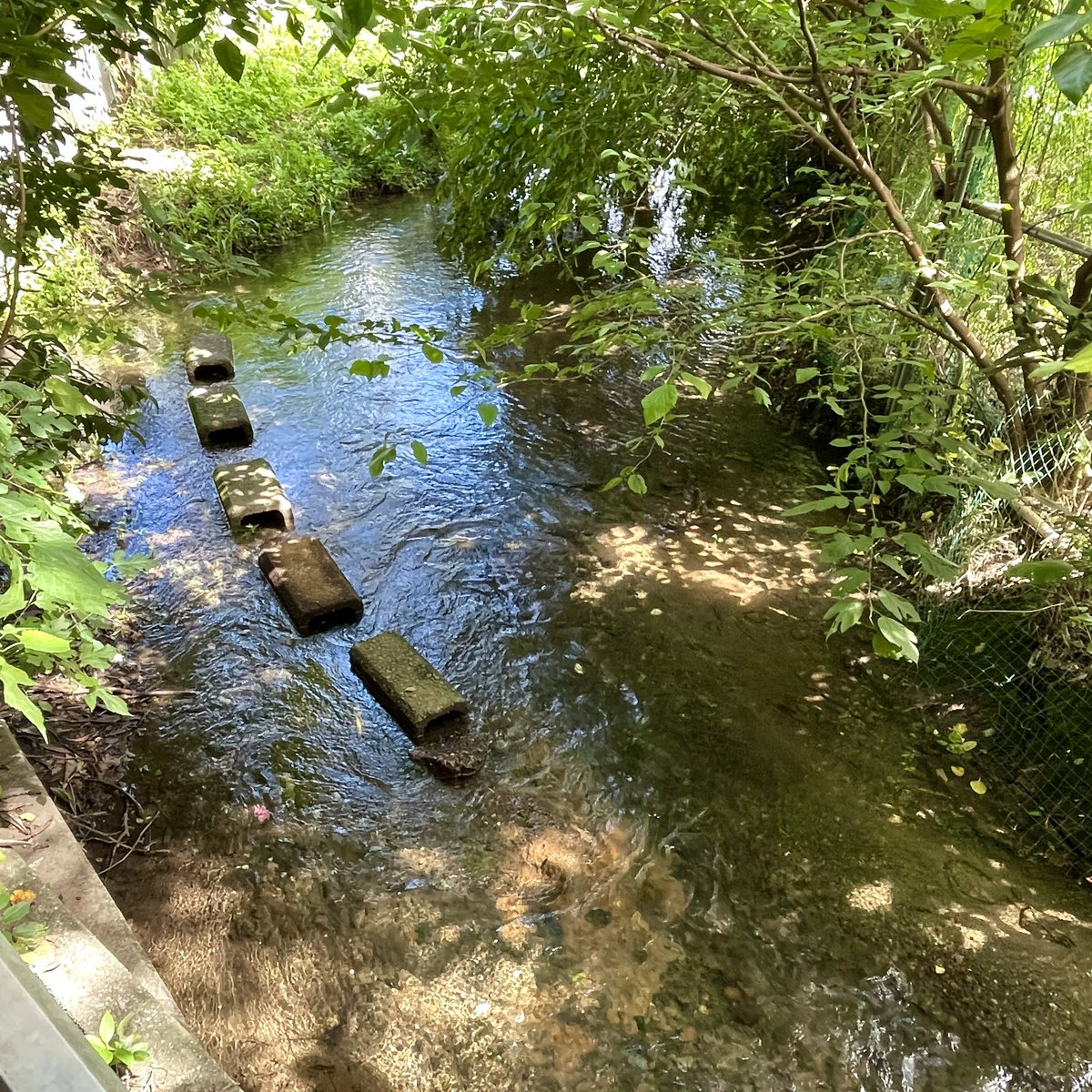 chibitakky's tweet photo. 地元民にもほとんど知られていない一大湧水スポット、白山公園。
ただの水はけ悪い運動広場だと思われてますが、実は湧出スポットが多過ぎて特定不能というトンデモ公園です。
雨水による水没ではない証拠に、透き通った水を湛えていて、プクプク湧き出してます。
#東久留米　#滝山　#白山公園　#湧水 https://t.co/5U5TBWJmro