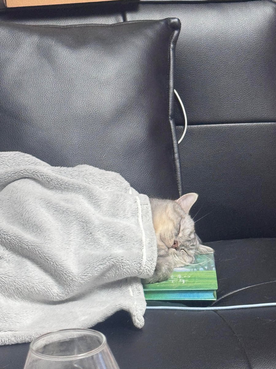 nocontextscats's tweet photo. 😴 https://t.co/NATKJ3BXZv