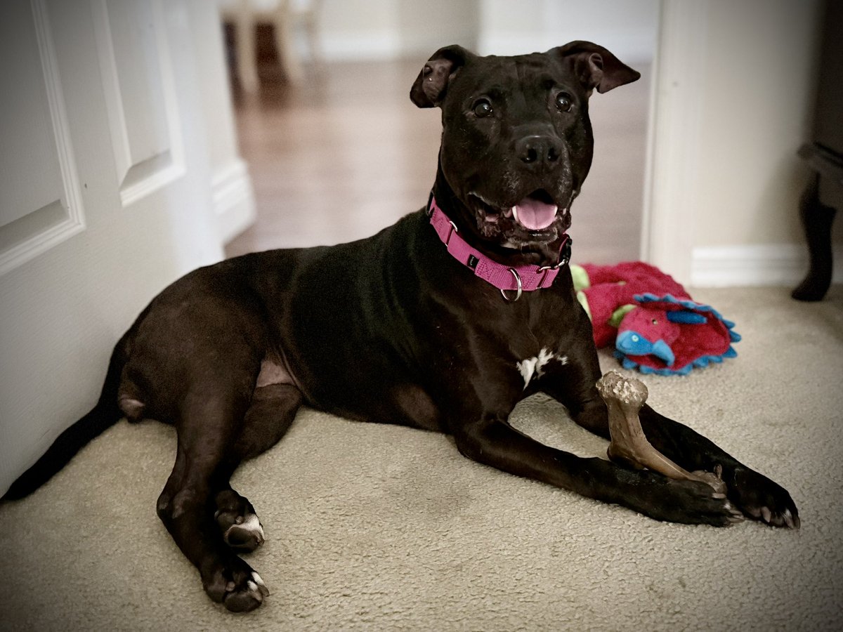 bis_ric's tweet photo. Belle is still available to a loving family or someone who wants a wonderful well behaved dog! 

If you or a friend are interested please contact Olive Branch Dog Rescue! https://t.co/eHetNBShKa
#rescue #DogRescue #DogsrAngels #dogs #dog https://t.co/YyrEnGA9Yw