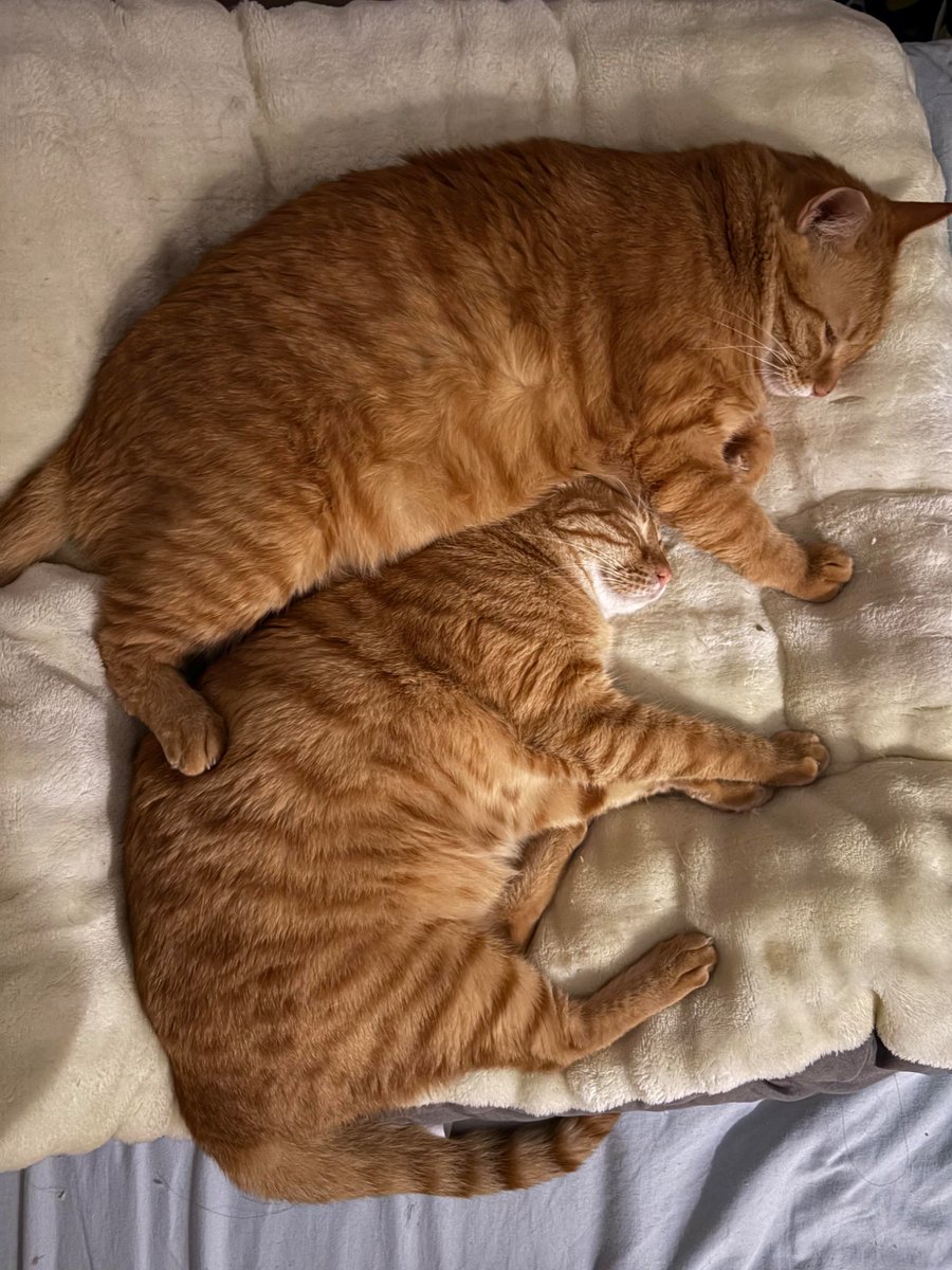 nocontextscats's tweet photo. Twin chonk https://t.co/neMOWBbIYJ