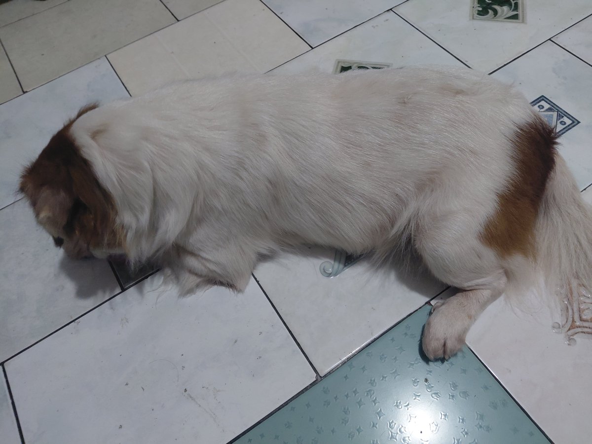 maximfus's tweet photo. @iWifey gapapa biar gundut si balmond, kalo ini absen popo hari ini https://t.co/BaOihK3Bl7