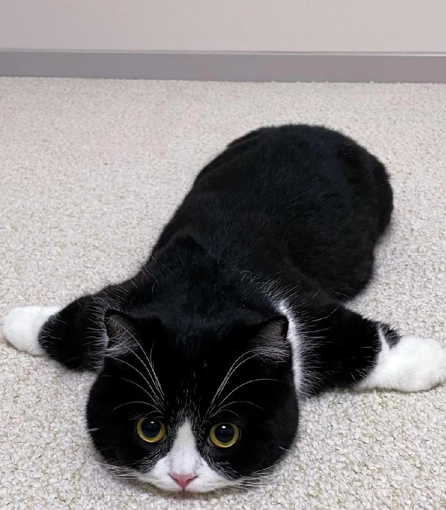LashawnaEnru's tweet photo. Proud update: My fluffy kitten Mochi hit 6 months old today—she went from a tiny, wobbly furball to a mischievous little zoom machine who steals socks and hides under blankets! Can’t wait for all the silly adventures ahead https://t.co/wI0soxUoxq