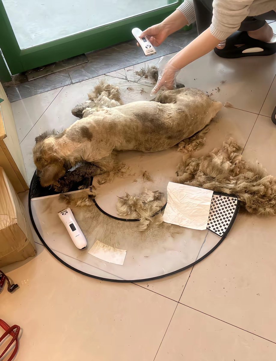rauchkopf's tweet photo. 6 months ago, this little fluff was just a shy ball of fur hiding in the corner  Now he’s zooming around the house like a tiny tornado and stealing socks nonstop. Pets grow up way too fast, every moment counts! https://t.co/b2zbqD09CD