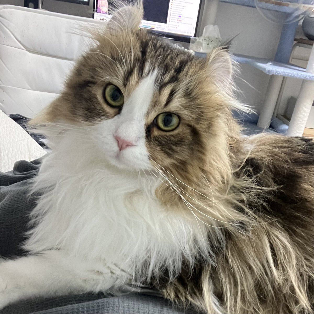 pute_ac's tweet photo. 飼い主の上でくつろぐ猫チャン https://t.co/YJfOewkfM1