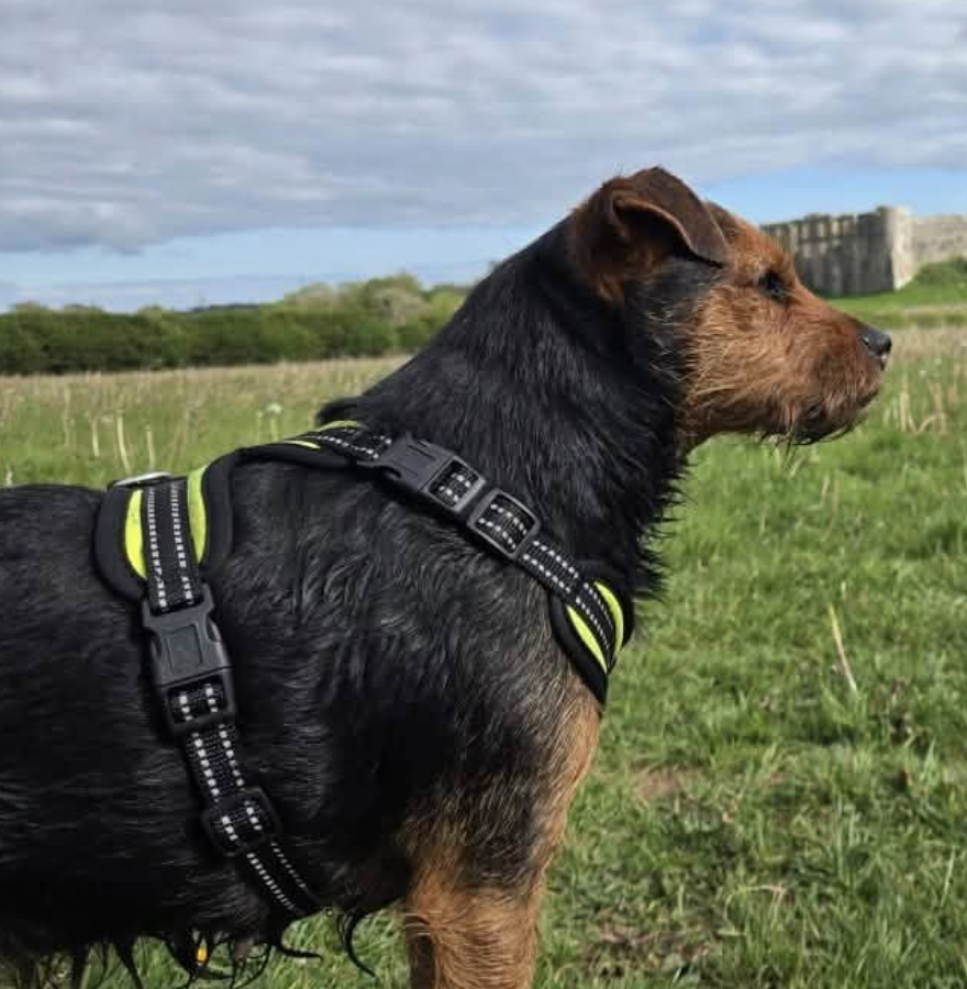 millypod1's tweet photo. 🆘14 SEPT 2026 #STILLMISSING #STOLEN??
#Lost Edna #ScanMe
Lakeland Terrier Female From Home - #CarewCheriton #SA70 County #Tenby #Pembrokeshire #Wales https://t.co/YjRdCHwkV3 https://t.co/7UstVUrbB6