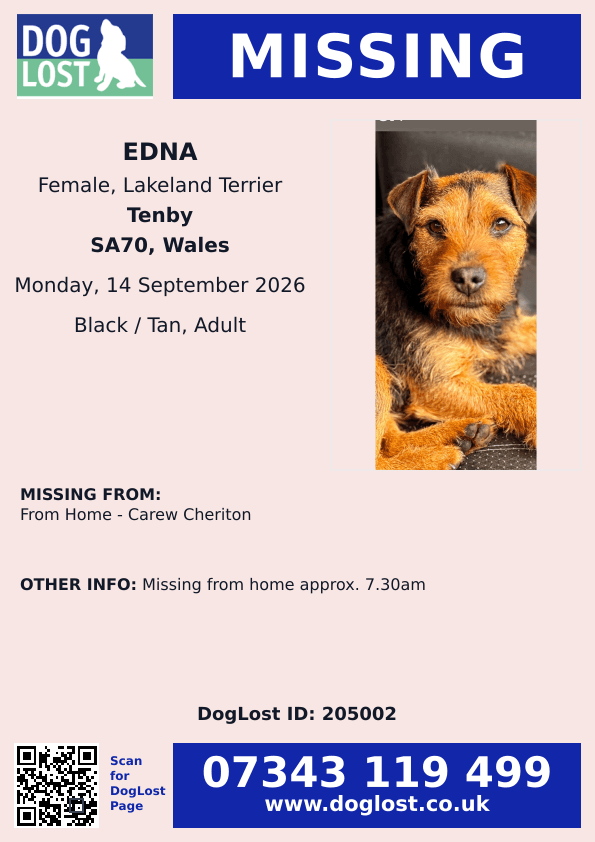 millypod1's tweet photo. 🆘14 SEPT 2026 #STILLMISSING #STOLEN??
#Lost Edna #ScanMe
Lakeland Terrier Female From Home - #CarewCheriton #SA70 County #Tenby #Pembrokeshire #Wales https://t.co/YjRdCHwkV3 https://t.co/7UstVUrbB6