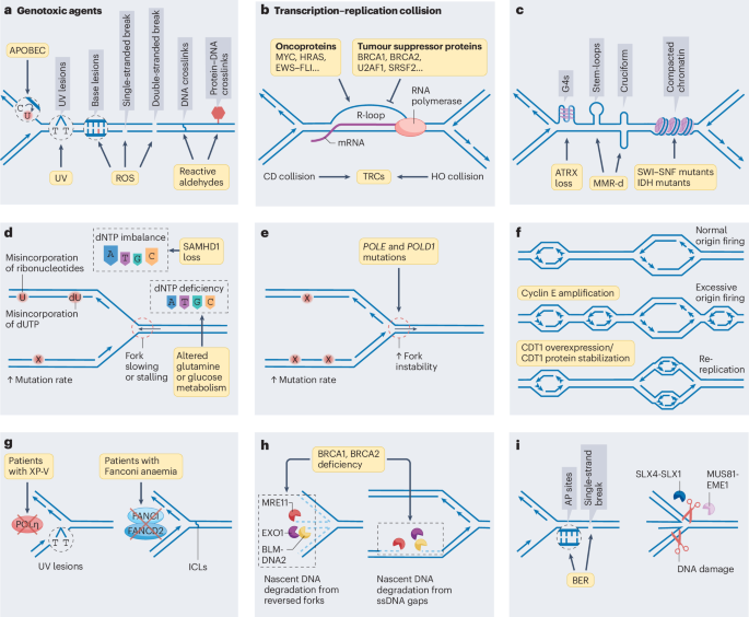 NatureRevCancer's tweet photo. NEW content online! Replication stress in cancer: origins, consequences and therapeutic opportunities https://t.co/Qx8g0S0RGn https://t.co/gjcBa101WA