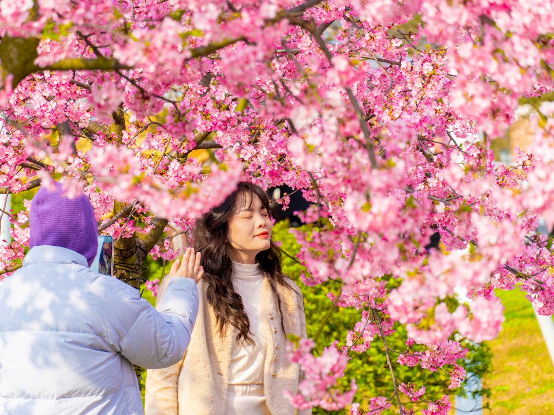 NealMusolfb8zn's tweet photo. Just wrapped a lovely day trip to the cherry blossom-lined West Lake!  Captured the first bloom shots of the season before heading back. What a perfect way to beat the midweek slump. #TravelDiaries， https://t.co/ClhPZzkgB8