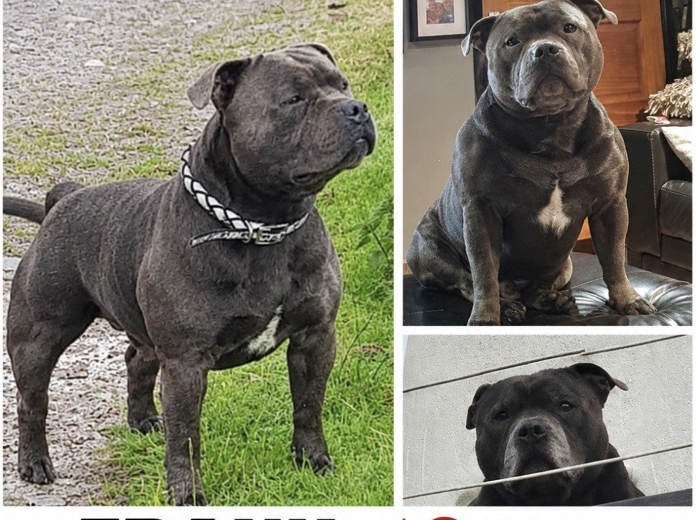 millypod1's tweet photo. 🆘13 SEPT 2026 #Lost FRANK #STILLMISSING #ScanMe Staffordshire Bull Terrier Male #STOLEN??
Home in #Walton/#Kirkdale #Liverpool #L4
https://t.co/3XCNrx419j
https://t.co/UGImq7IktZ https://t.co/bLoHTd8zRh