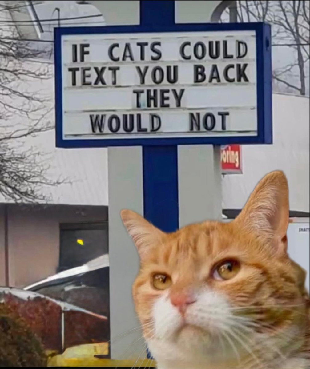 lolsbox's tweet photo. #lolsbox #cat #funny #funnycats #cutecat https://t.co/urkpqiHGyl