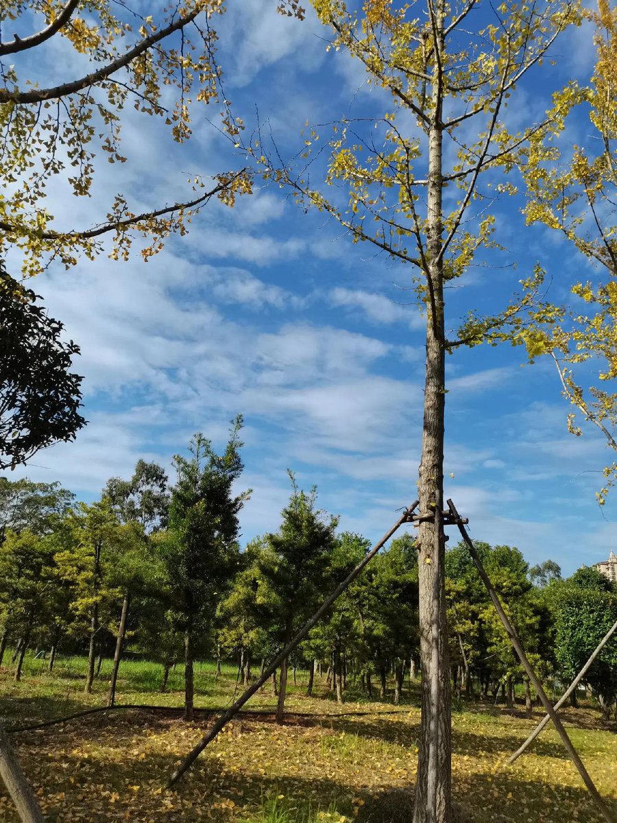 Ngantu7's tweet photo. Just finished a quick 10km morning jog along the riverside! Fresh air, quiet paths, and small cute dogs passing by made this totally worth it. ♂ https://t.co/UioBIRSNJR