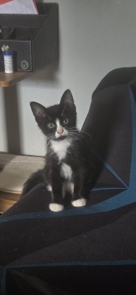 DeadBirb519x's tweet photo. Got this little girl a couple of days ago and her name is Oreo she's 10 weeks and a tuxedo. Feisty little girl too 🖤🐱🤍 https://t.co/nPomkHmHqu