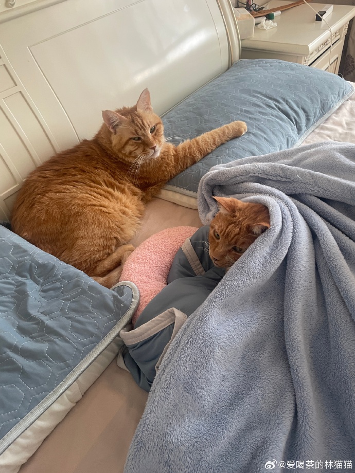 JosefinePrkepu's tweet photo. Nothing beats the cozy vibe of a lazy Sunday with my fur buddy by my side https://t.co/U9KiNDEszb