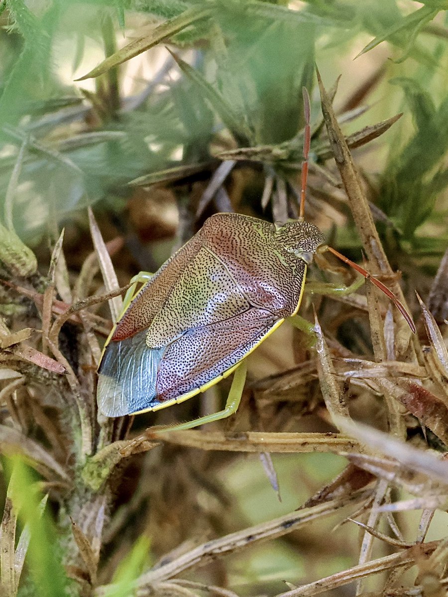 tillingtonchum's tweet photo. Off to Holt Lowes yesterday to see what could bee seen. Absolutely loads of Gorse Shieldbugs in various hues. We always look out for them, but usually see none.
#shieldbugs https://t.co/kr4hNSL1n8