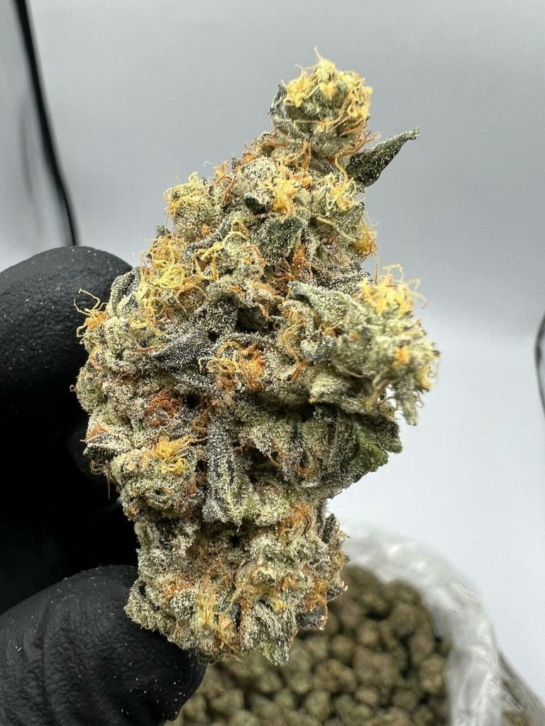 PersiEmmanuel's tweet photo. Livraison rapide et discrète dans tous les coins
Envoyez-moi un message direct pour commander 🇫🇷
Pour l'équipe France 💯
☎️: https://t.co/8fnqJQLESV

WEED #BEUH disponible pour livraison sur commande
#PARIS
#LYON
#MARSEILLE #poupettekenza
NANTES
LORIENT
BORDEAUX
TOULOUSE
Puff thc https://t.co/Bjow8ubUoo