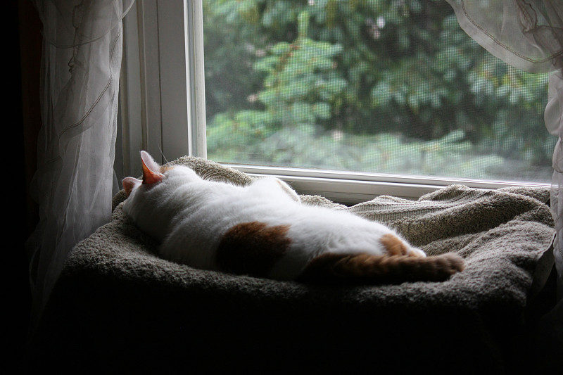 AlyssaBran8p's tweet photo. Cozy Saturday: making homemade oatmeal pancakes with a hot latke while my cat naps on the windowsill—small joys make the best days. https://t.co/W6ITWTsWxK