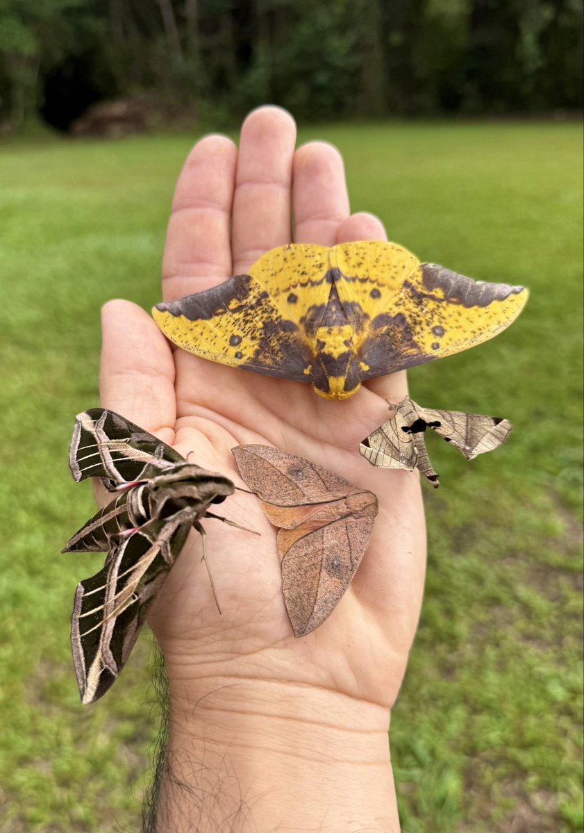 nvolpewild's tweet photo. Moths! 🥰
The diversity is just amazing! 🤩🌿 https://t.co/xYECGz7zQ3