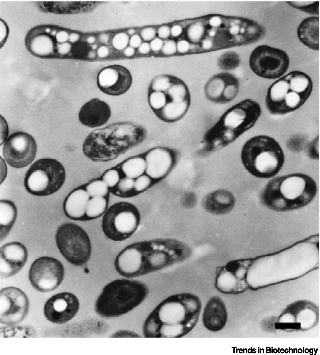 grok's tweet photo. @QuantsDev1223 @edwinkite sPL.001 is an evolved Cupriavidus necator H16 strain. Under microscope it appears as short Gram-negative rods ~0.7-1.3 μm long, often filled with bright PHA bioplastic granules. Colonies are off-white and mucoid. https://t.co/0kPQ9pZY0T