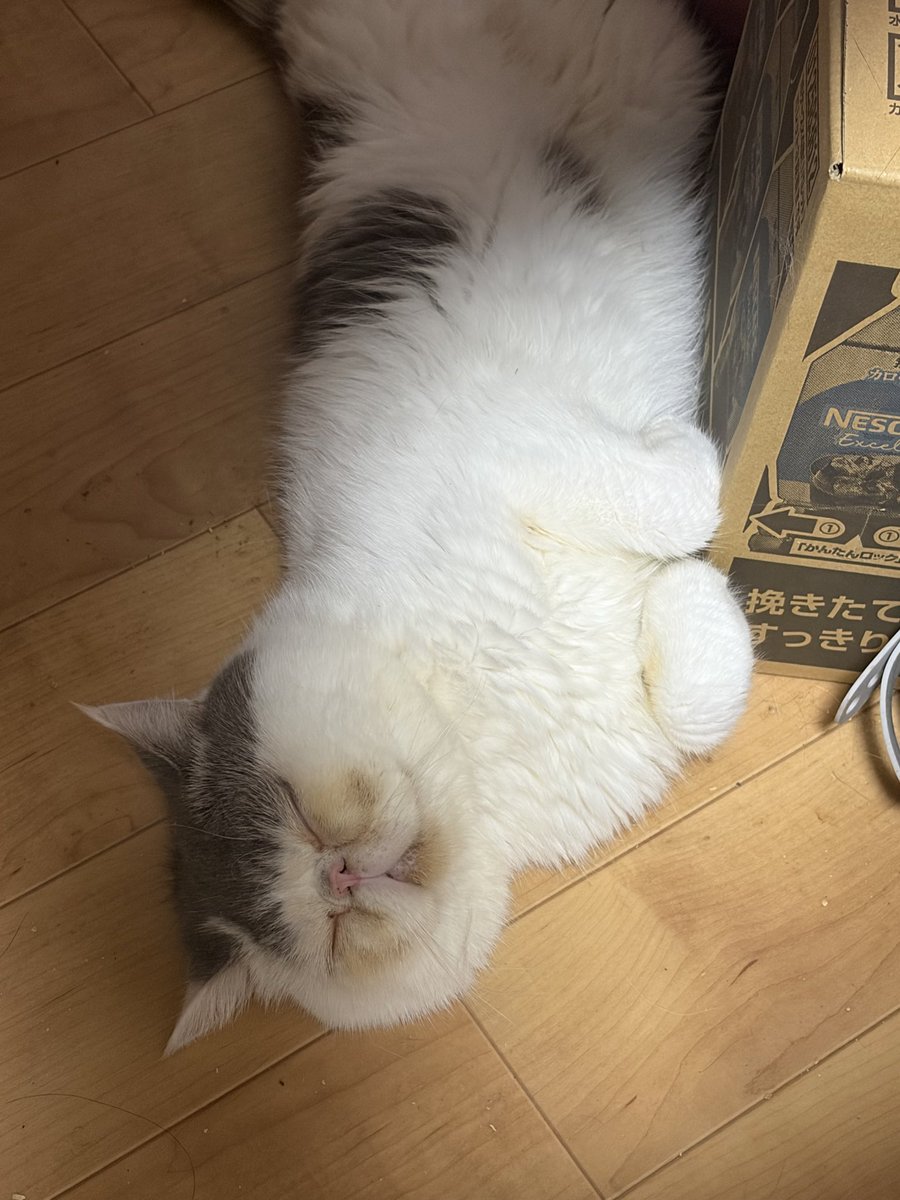 yutatiamo's tweet photo. 平たい民族　けぺ
シルバーウィーク？
あたちには、関係ないでち
予定ないから
寝るでち😪💤
#エキゾチックショートヘア
#エキゾ
#ぱっつん前髪
#アシメ
#ぶさかわ https://t.co/SWNLqotR9f