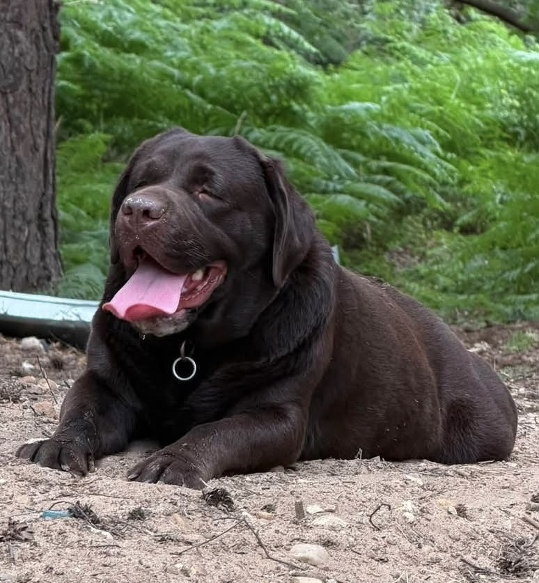 millypod1's tweet photo. 🆘5 SEPT 2026 #Lost Moose #ScanMe #Tagged 
Chocolate Labrador Retriever Female #STOLEN??
Mount Pleasant #Shotley #IP9
County #Ipswich #Suffolk
https://t.co/aqDkkczFsm https://t.co/AERIzN8C1V