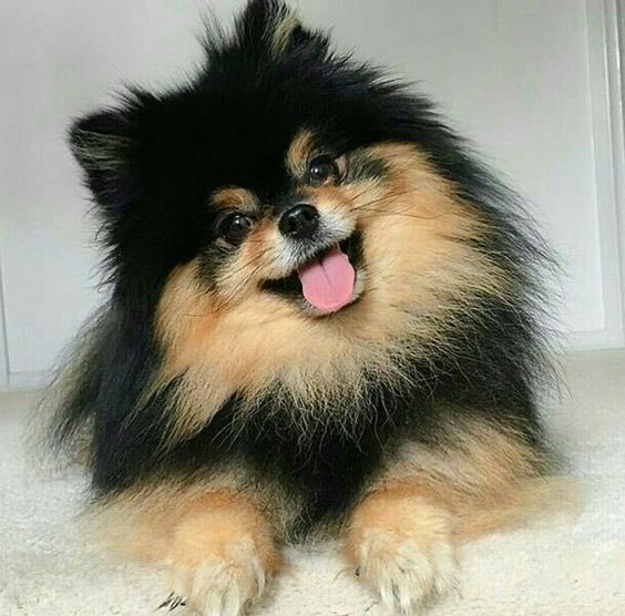 MoiraPerjure's tweet photo. Look at my fucking dog https://t.co/KeQ2CNAftG